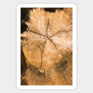 Wooden Tree Circle Texture Sticker